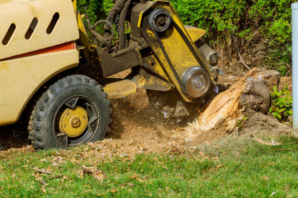 Tree and Shrub Care in Nashville, AR