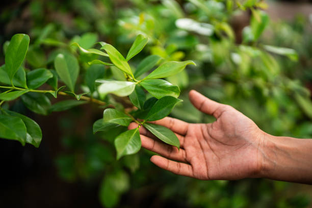 Best Hazardous Tree Removal  in Nashville, AR