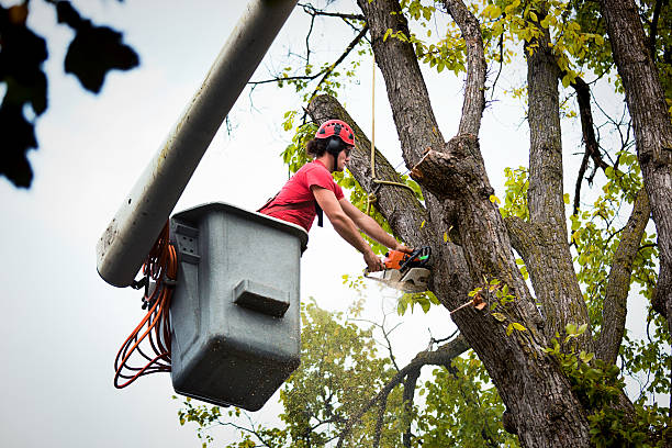 Best Utility Line Clearance  in Nashville, AR